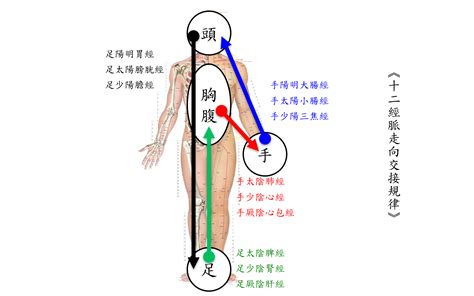 十二經絡口訣|十二經絡走向動畫圖